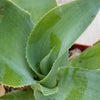 Octopus Agave – Agave vilmoriniana