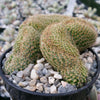 Mammillaria matudae cristata