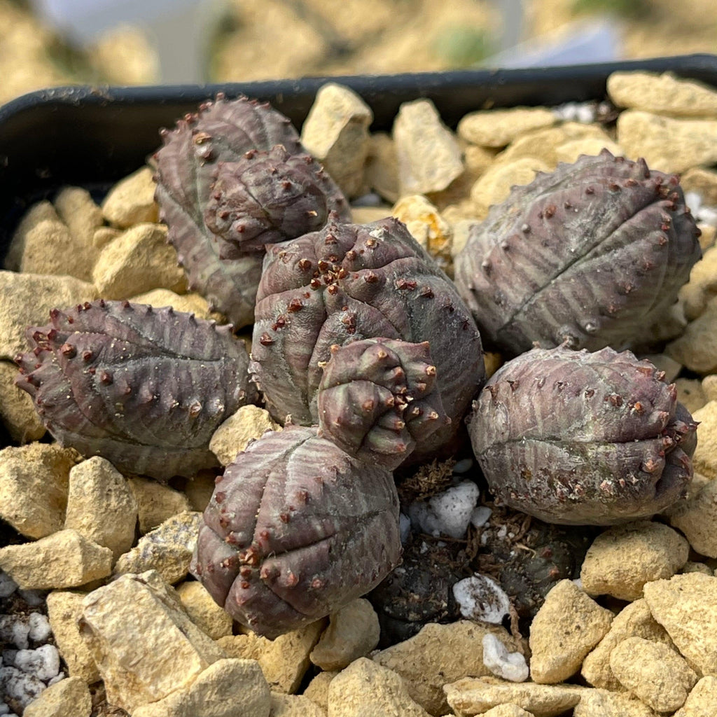 Euphorbia pseudoglobosa