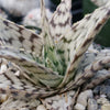 Aloe blizzard