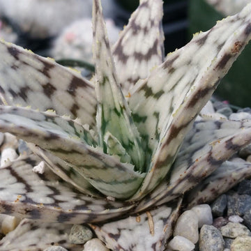 frostbite aloe vera plant Shop 'Aloe Blizzard' Care & Growing Guide