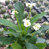 Crown of Thorns Plant &