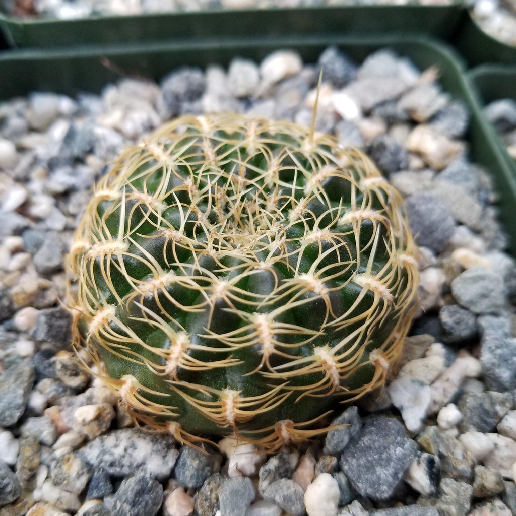 Sulcorebutia candiae