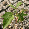 Adenia Volkensii