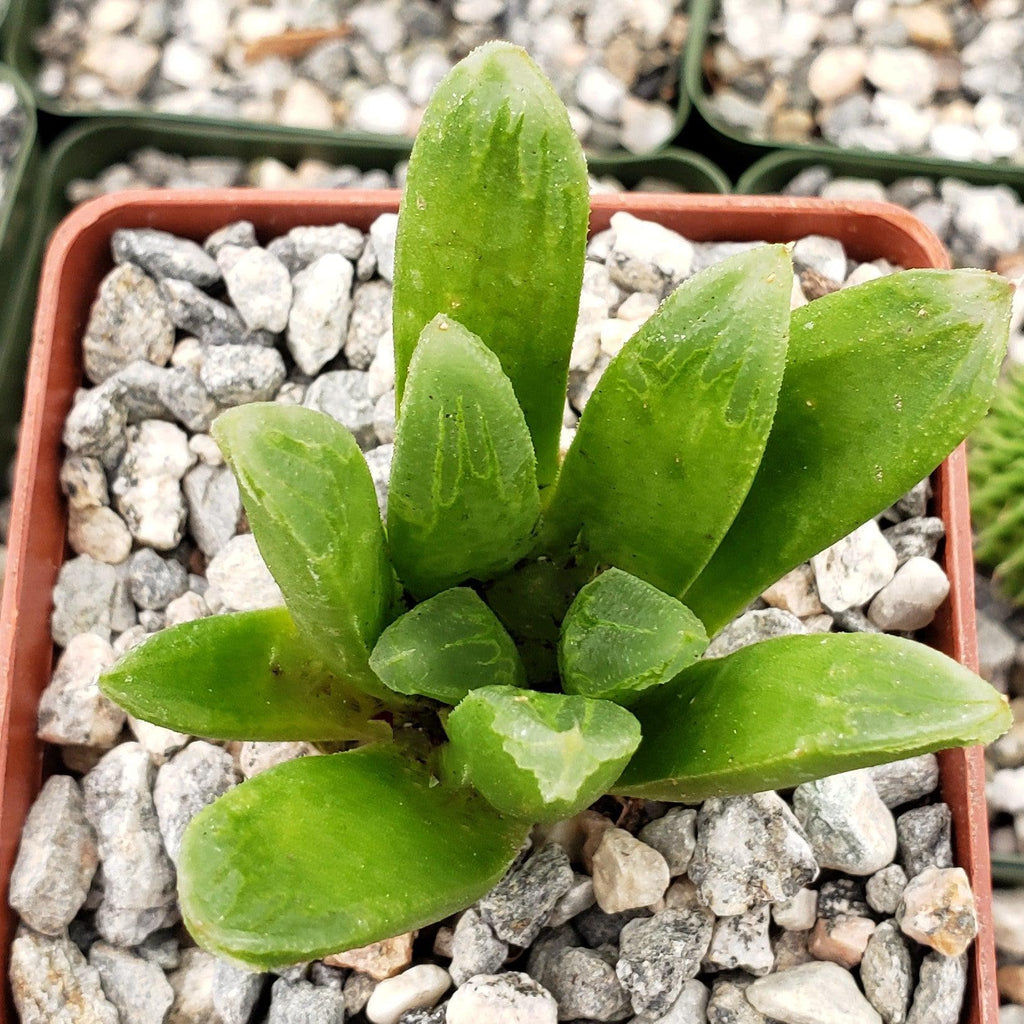 Haworthia Harry johnson