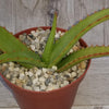 Aloe vanbalenii