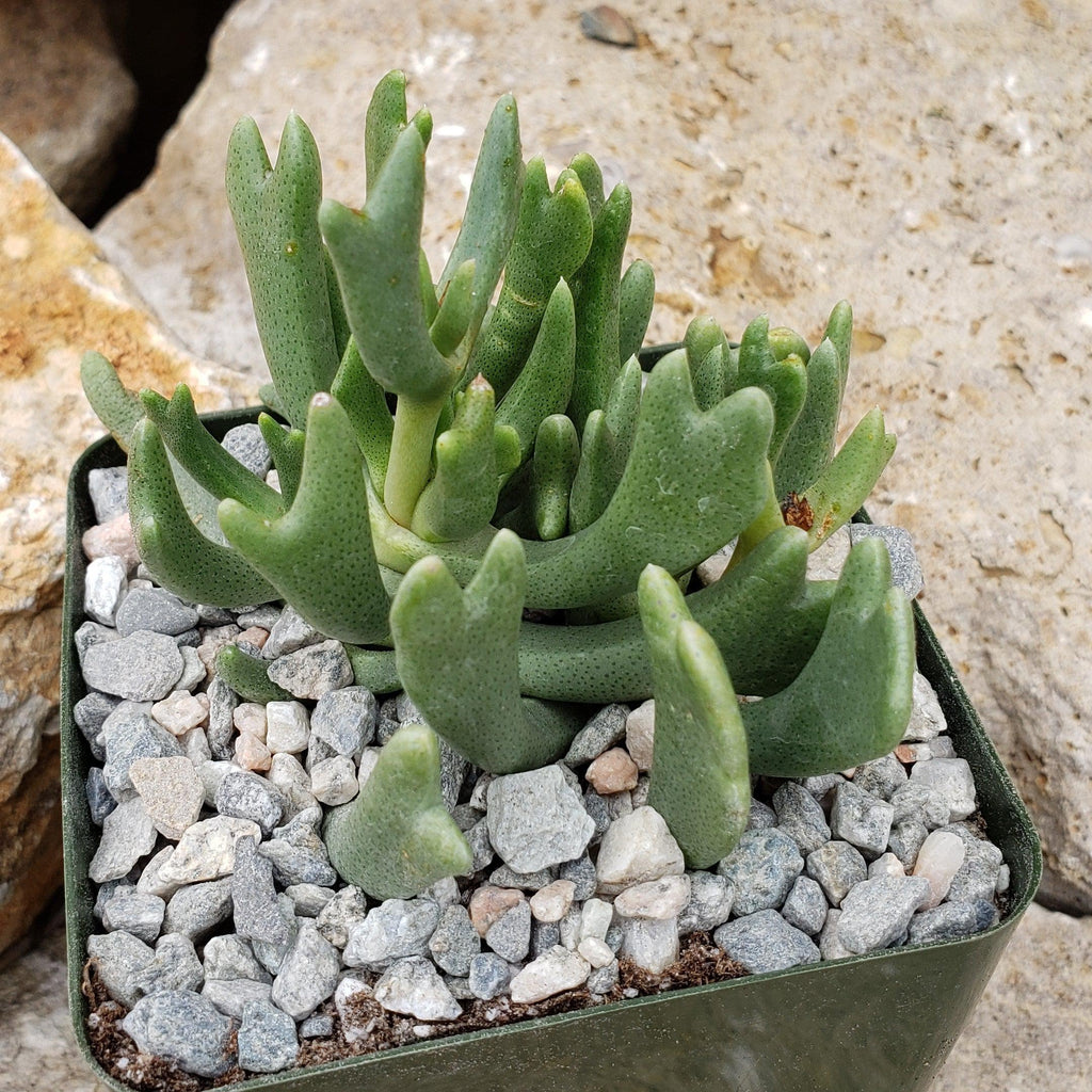 Rhombophyllum dolabriforme