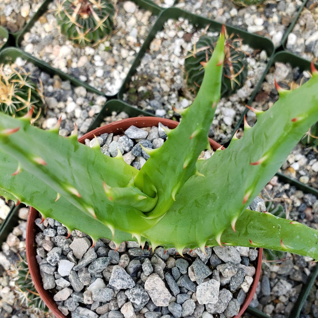 Aloe africana