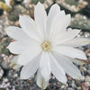 Pygmaeocereus bylesianus