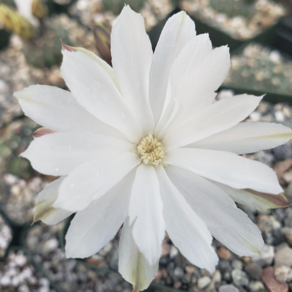 Pygmaeocereus bylesianus