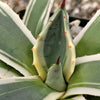 Agave applanata marginata