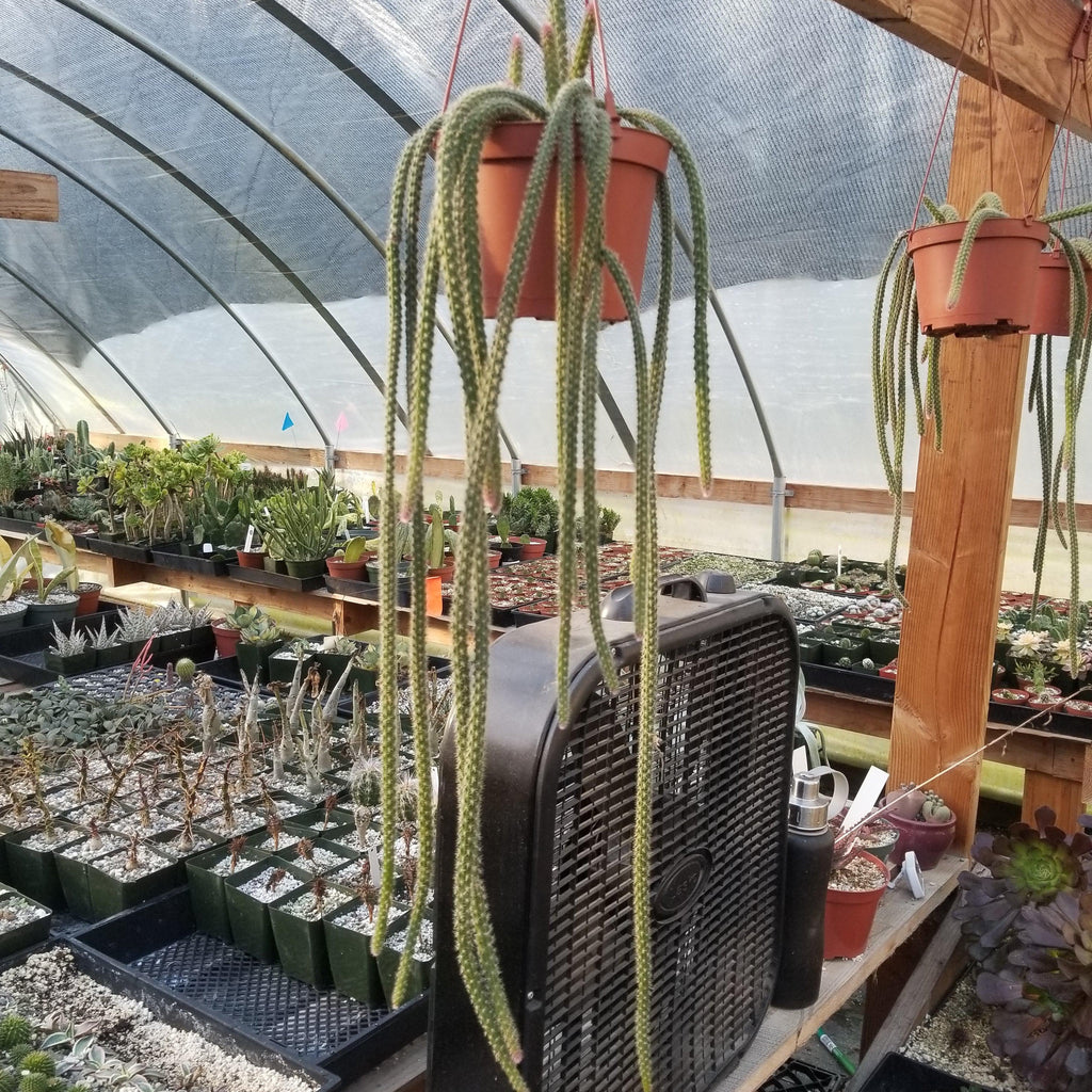 Aporocactus flageliformis rat 3 Cuttings