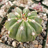 Melocactus caesius