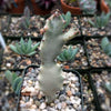 White Ghost Cactus - Euphorbia Lactea variegata