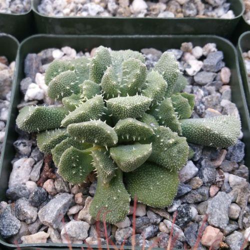 Titanopsis aloinopsis setifera