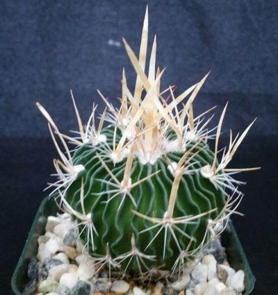 Echinofossulocactus palmillas brain plant
