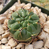 Submatucana aureiflora