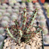 Euphorbia Aeruginosa