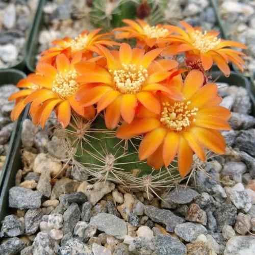 Rebutia weingartia trolli