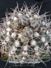 Gymnocalycium piricarpum