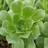 Aeonium gomerense