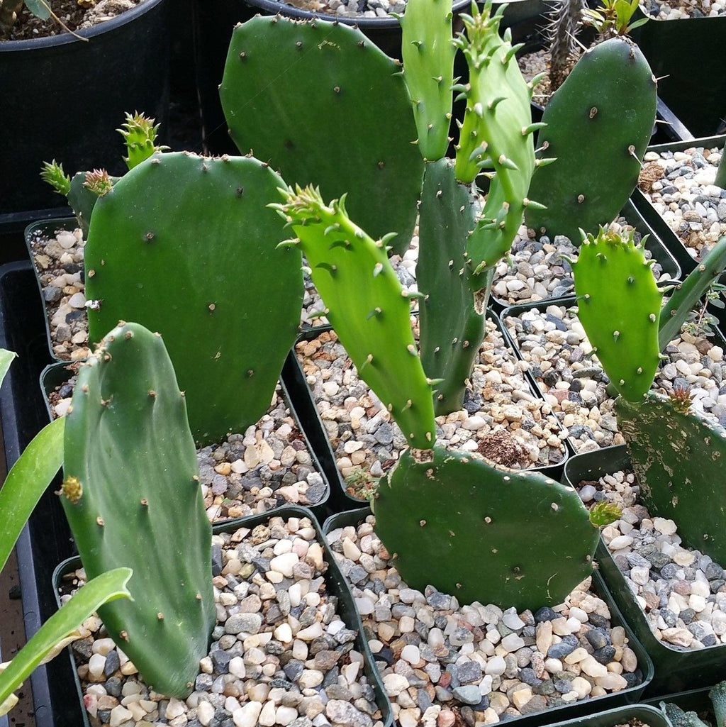 Opuntia Emerald wave
