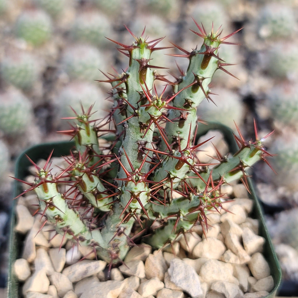 Euphorbia Aeruginosa