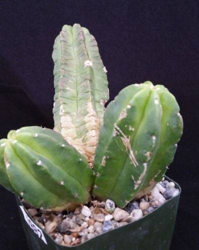 Echinocereus morricalii