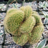 Mammillaria wildii cristata