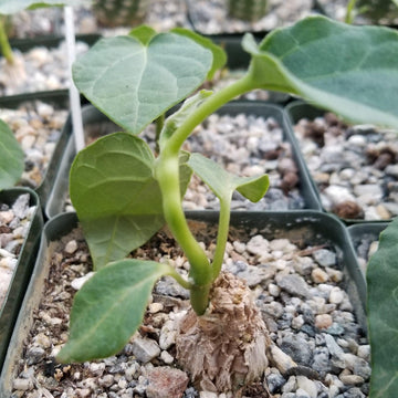 succulent plants in french Buy Matelea Gonolobus Cyclophyllus | Rare Succulent