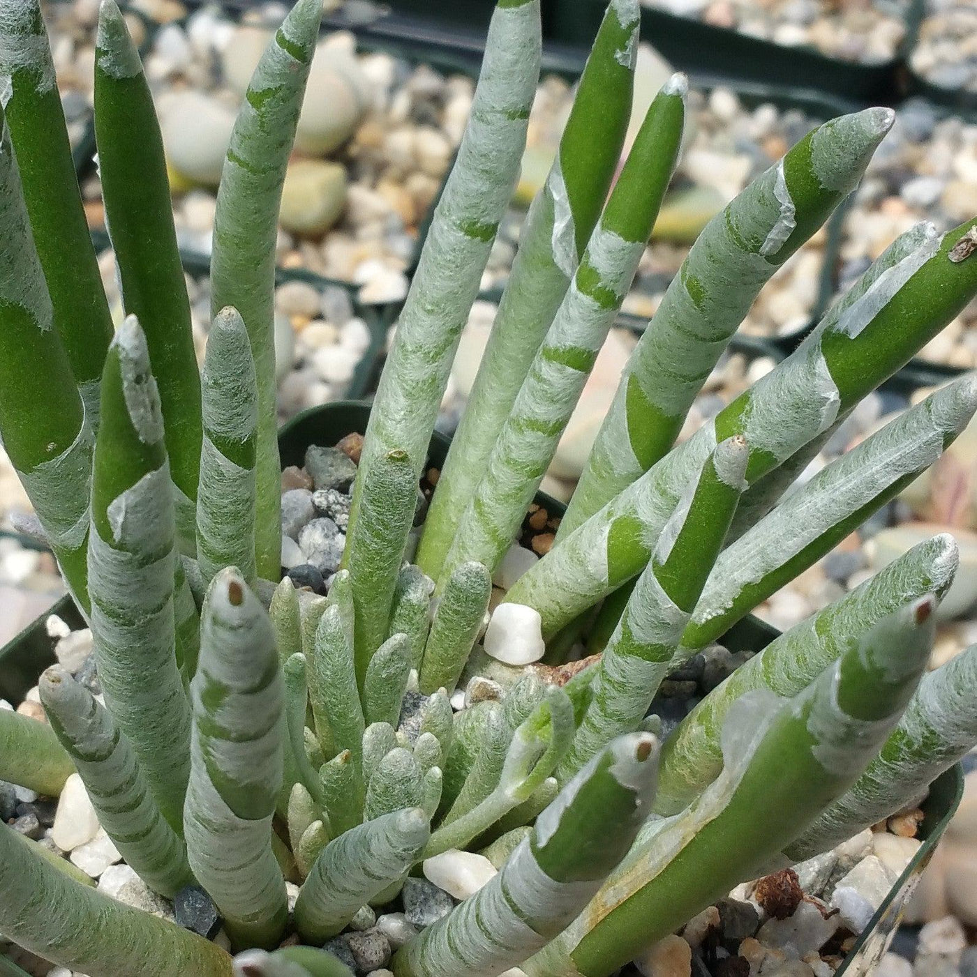 upright succulent Senecio Scaposus | Small Stemless Succulent