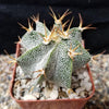 Astrophytum ornatum metztitlan