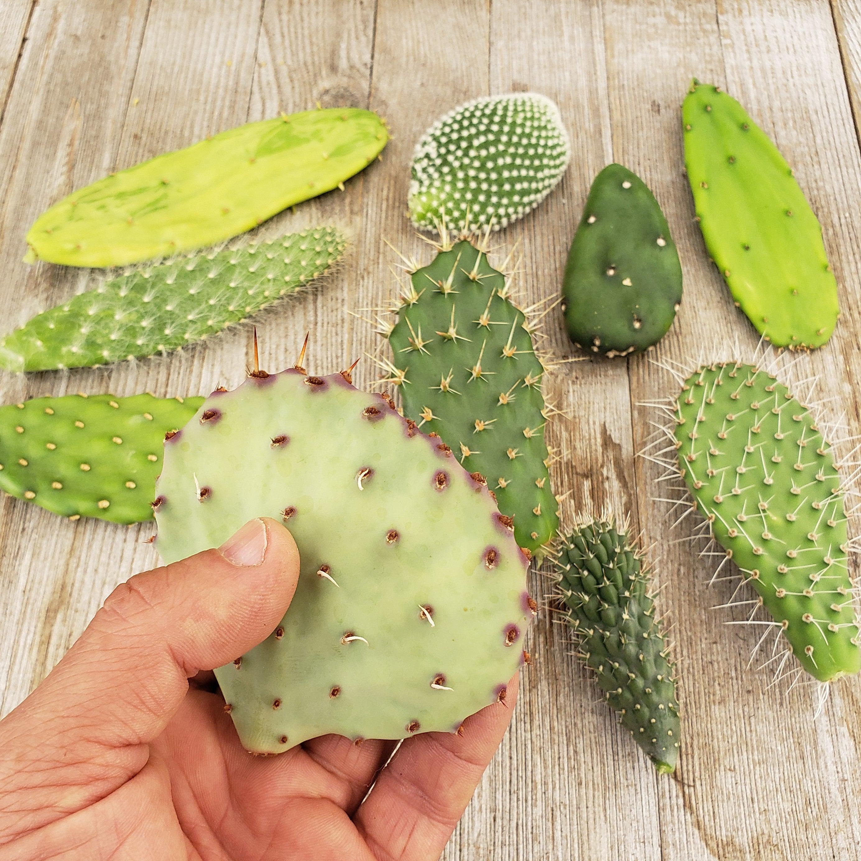 Opuntia pad 6 assorted cuttings