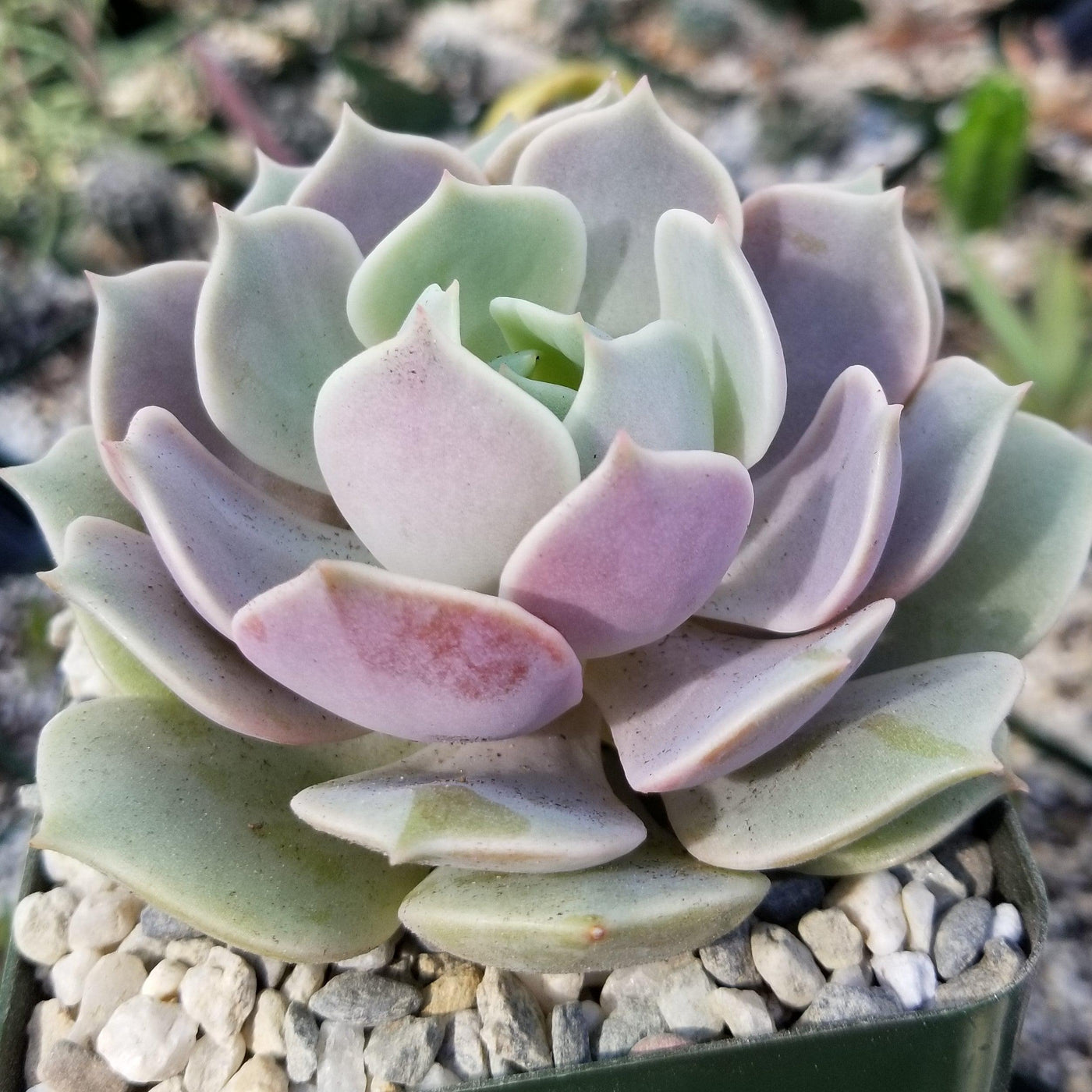 echeveria lola succulent care Shop 'Echeveria Lola'