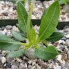 Pachypodium brevicaule