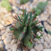 Euphorbia aggregata