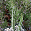 Senecio stapeliiformis