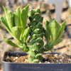 Monadenium stapelioides