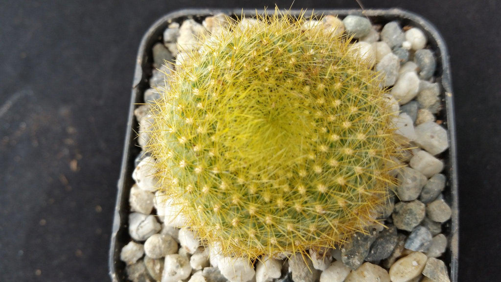 Notocactus graessneri flaviflorus