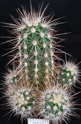 Echinocereus pacificus