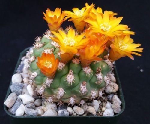Rebutia weingartia neocumingii