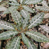 Dorstenia lancifolia