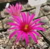 Mammillaria guelzowiana