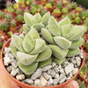 Crassula Moonglow