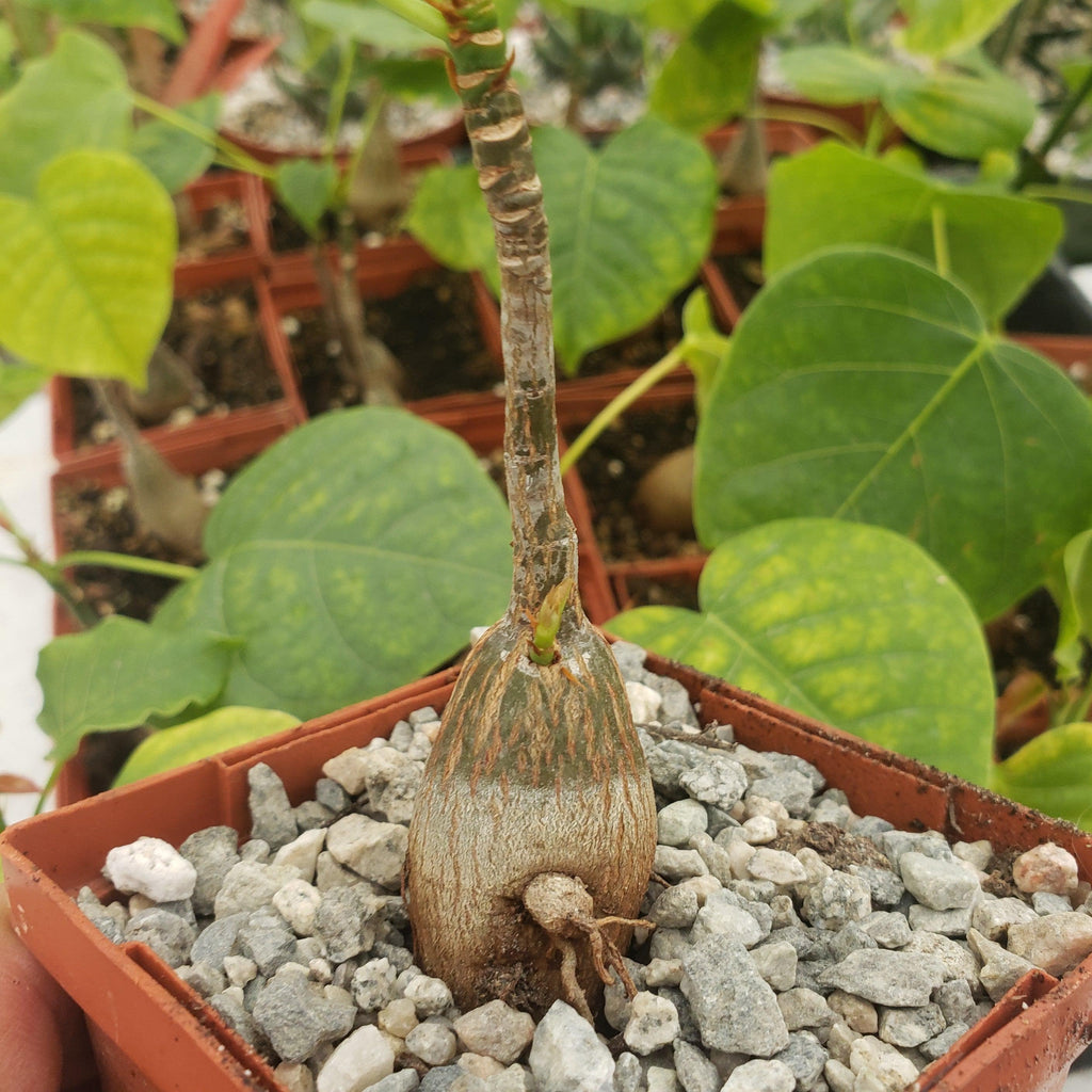Shaving Brush Tree - Pseudobombax ellipticum