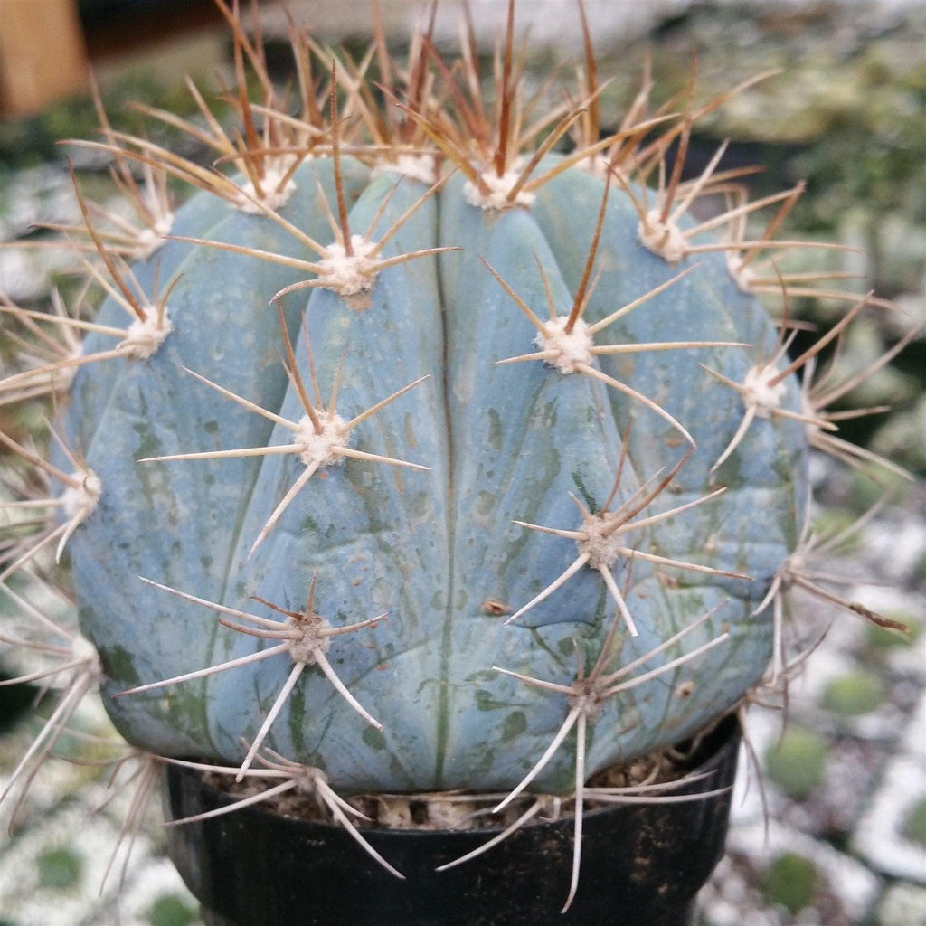 Melocactus azureus