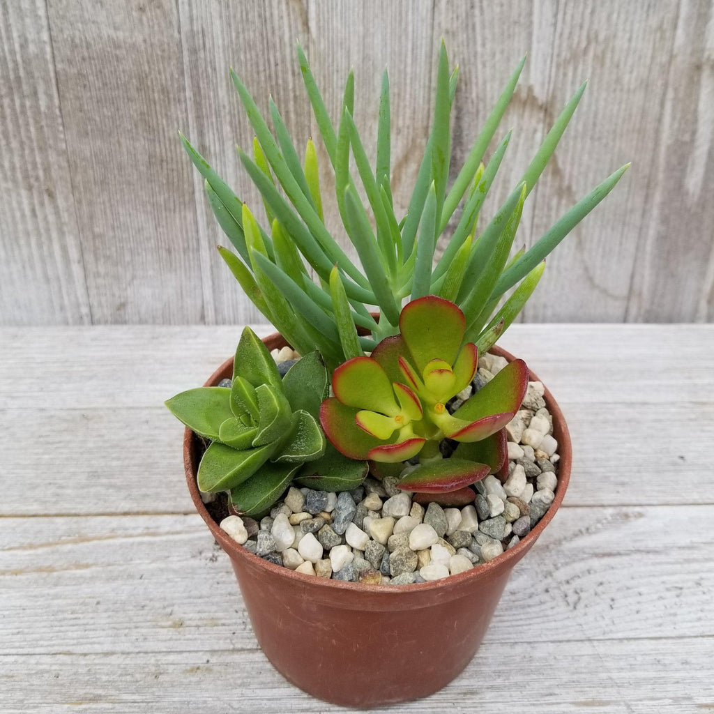 Succulent Garden Arrangement