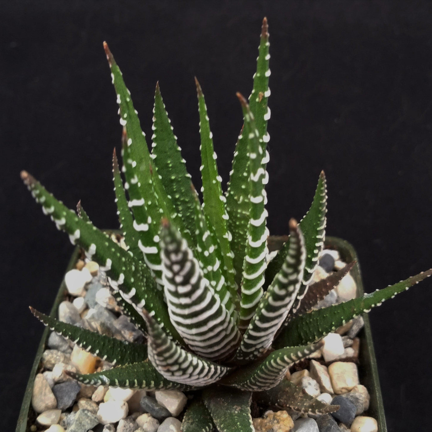 striped cactus succulent Zebra Plant 'Haworthia fasciata' 2" Pot