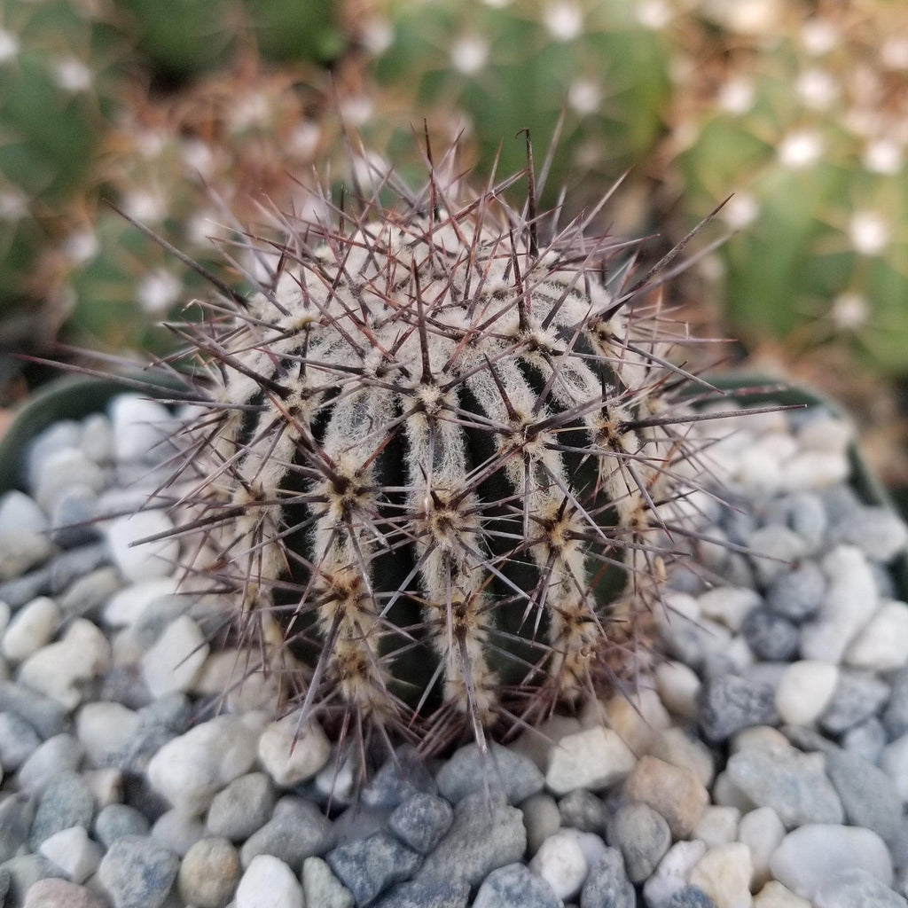 Echinopsis cv. Haku-Jo.