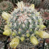 Mammillaria microhelia